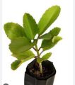 patharchatta plant. 