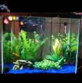 1 KG Blue Gravel Stones For Fish Tank Aquarium. 