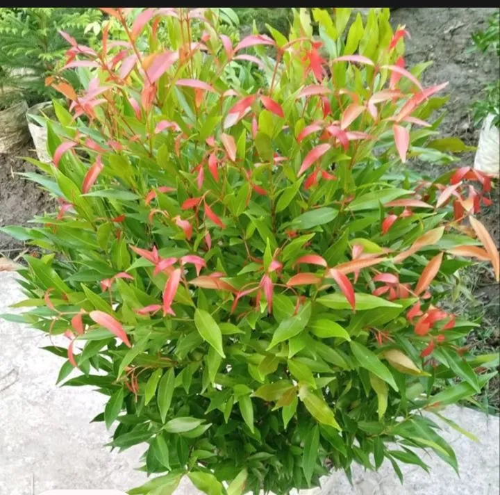 Christina%20plant%20:A%20Refreshing%20Touch%20of%20nature%20for%20you%20living%20space%20-%20Image%202