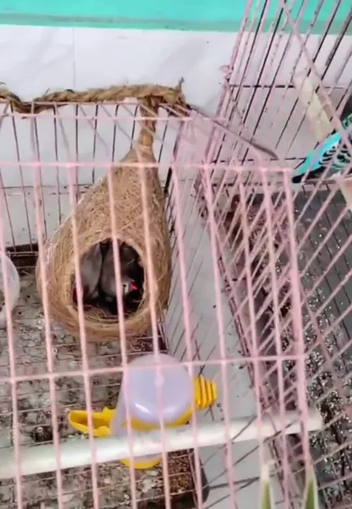 Bird%20Nest%20for%20love%20bird(small)%20-%20Image%205