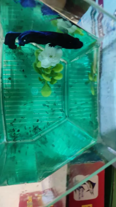 Betta%20House%20(Single%20House%20With%20Light)%20For%20Fish%20-%20Image%203