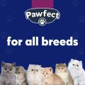 Pawfect Adult Cat food |  Pack of 4 | 1.2Kg X 4 | 4 Packs of Pawfect Adult Cat Food For All Breeds of Cats -1.2Kg / Dry Cat Foods | Natural and balanced diet / For every breed / Premium Quality Cat Food. 