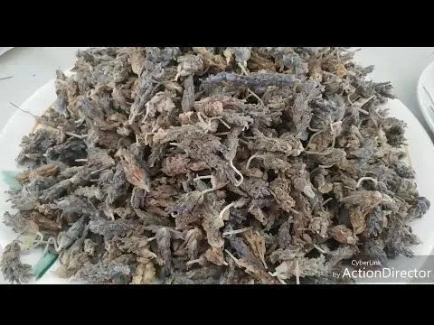 Dry%20Lavender%20Leaves%20%20%D9%84%DB%8C%D9%88%DB%8C%D9%86%DA%88%D8%B1%20%DA%A9%DB%92%20%D8%AE%D8%B4%DA%A9%20%D9%BE%D8%AA%DB%92%20%20%20(%D8%A7%D8%B3%D8%AE%D8%B7%D9%88%D8%AF%D8%B3)%20%20Best%20Quality%20100%20%25%20Natural%20Dried%20Herb%20110%20gm%20-%20Image%203