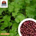 Coriander Leaves (Dhonia Pata) 500+seeds. 