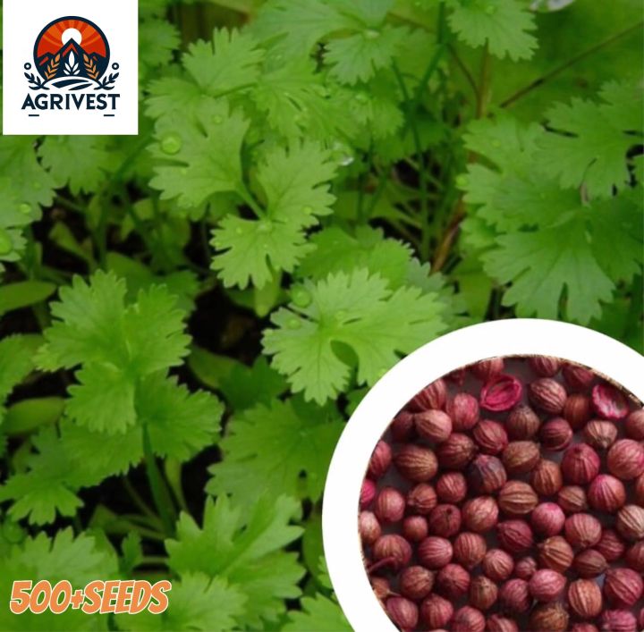 Coriander Leaves (Dhonia Pata) 500+seeds