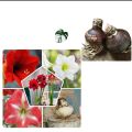 Pack of 2 Amaryllis  mix colour  bulb / Amaryllis spring summer indoor flowering plant. 