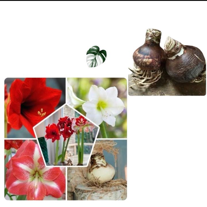 Pack of 2 Amaryllis  mix colour  bulb / Amaryllis spring summer indoor flowering plant