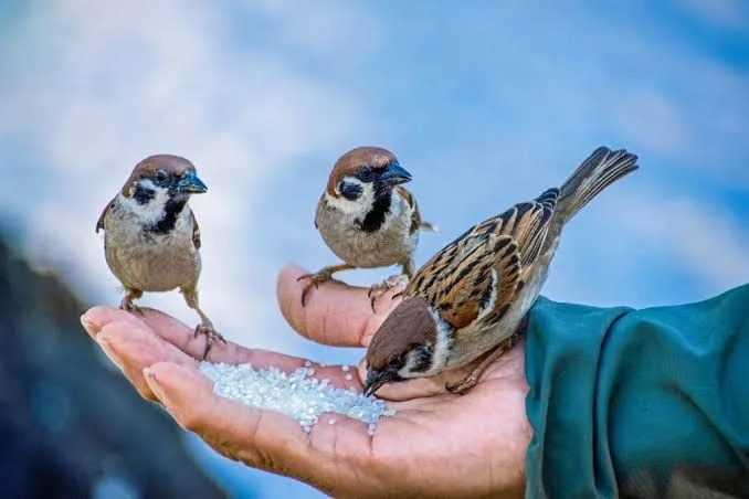 Broken%20Rice%20for%20wild%20birds%20(tota%20chawal)%20(1%20KG)%20-%20Image%204