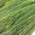 Barg e Sanobar | Dry Sanober Leaves | 100 gm. 