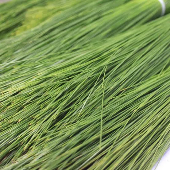 Barg%20e%20Sanobar%20%7C%20Dry%20Sanober%20Leaves%20%7C%20100%20gm%20-%20Image%203