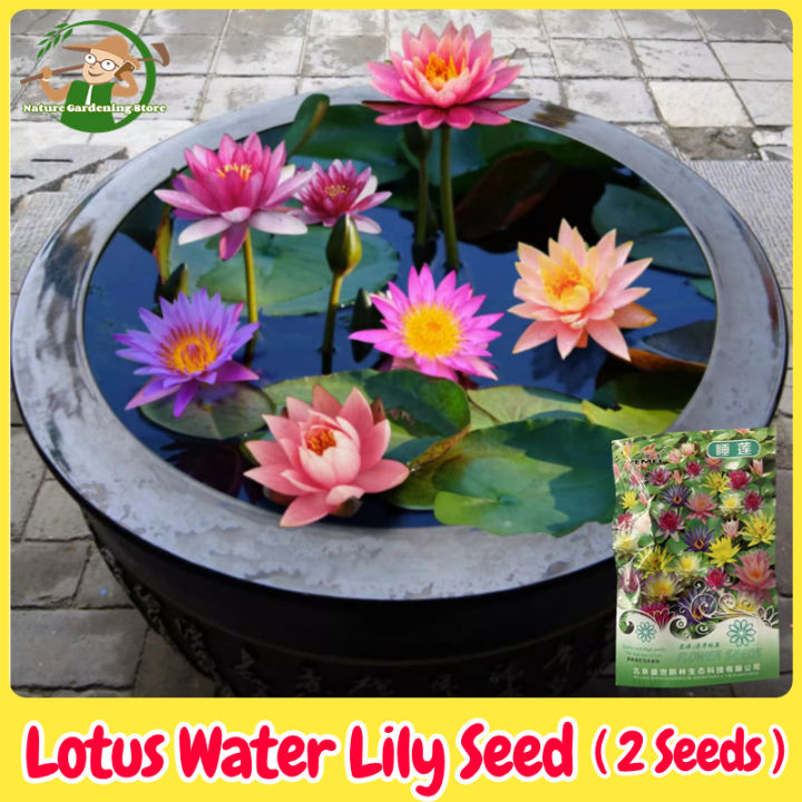 Fast%20delivery!%20Mini%20lotus%20water%20lily%20seeds,%20mini%20lotus%20water%20lily%20seeds%20hydroponic%20flower%20seed,%20flower%20seed,%20flower%20varieties,%20Japanese%20dwarf%20lotus%20flower,%20auspicious%20lotus,%20dwarf%20Lotus,%20air%20purification%20plant,%20cheap%20color%20bonsai,%20beautiful%20color%20bonsa...%20-%20Image%2010