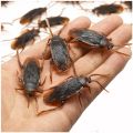 Special Lifelike Model Simulation Fake Cock Cockroach Roach Bug Roaches Toy Prank Funny Trick Joke Toys April Fools Prank.