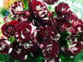 Black Dragon Rare Rose seeds-30pcs. 