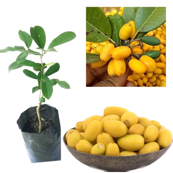 Palu grafted plant badda palu pala