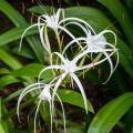 Qty. 2 Bulb Umbrella White Flower Lilly Live Plant. 