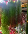 Artificial Lota or creeper 1 pieces green red mix colour with hanger free unique model for room and wall decorations.. 