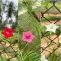 Cypress Vine ( Creeper) Summer flower Seeds (10 seeds). 
