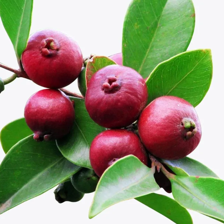 Strawberry%20Guava%20Cheena%20Pera%20podi%20Pera%20pala%20plant%20-%20Image%202