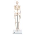 Mini Skeleton For student  - Human Skeleton Model for Anatomy Anatomical Skeleton Human Skeleton Anatomy Skeleton Model 17in. 