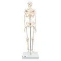 Mini Skeleton For student  - Human Skeleton Model for Anatomy Anatomical Skeleton Human Skeleton Anatomy Skeleton Model 17in. 