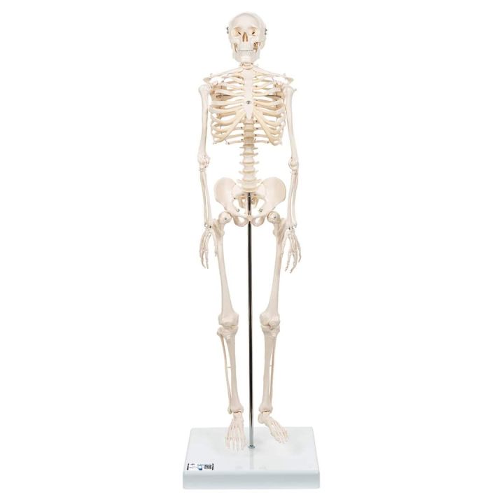 Mini%20Skeleton%20For%20student%20%20-%20Human%20Skeleton%20Model%20for%20Anatomy%20Anatomical%20Skeleton%20Human%20Skeleton%20Anatomy%20Skeleton%20Model%2017in%20-%20Image%206