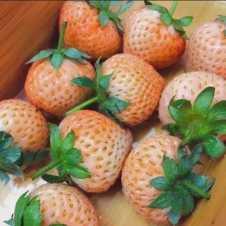 Thai%20Mixed%20Strawberry%20Seeds%20Combo%20Strawberry%20Seeds%20-30pcs%20-%20Image%204