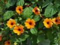 Black Eyed Susan Vine Seeds (Summer Flower) 10 seeds. 