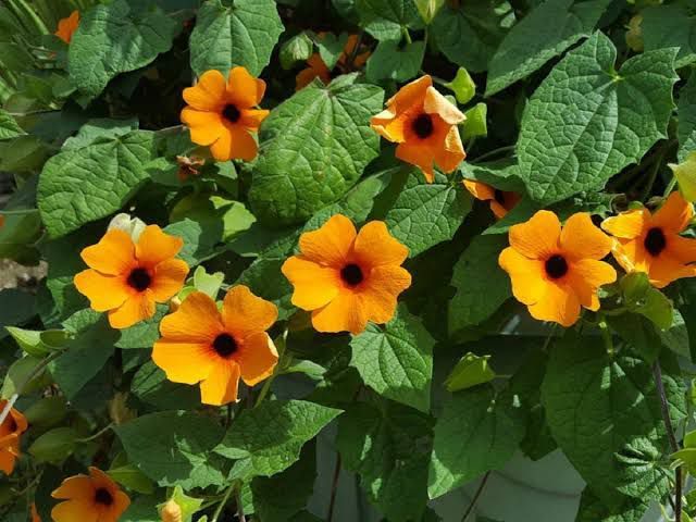 Black Eyed Susan Vine Seeds (Summer Flower) 10 seeds