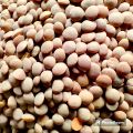 Daal Kali Masoor /Black Lentils Premium 500G. 