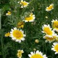 Crown daisy, White daisy, Winter flower, White daisy seeds, Crown daisy seeds, beautiful winter flower seeds. 