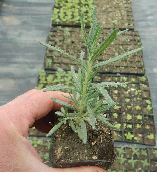 Herble%20Rosemery%20Plant%20With%20a%20Growing%20Bag%20-%20Image%205