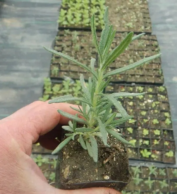 Herble%20Rosemery%20Plant%20With%20a%20Growing%20Bag%20-%20Image%205