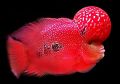 Set Okiko flowerhorn food 3 formulas M Platinum, Head Up, Quick Floating Pellets! 100 g pack. 