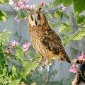 Hanging Bird Repellent Owl Bell Pendant Pastoral Orchard Bird Rustic Style Pendant Courtyard Decoration Bird repelling bell. 