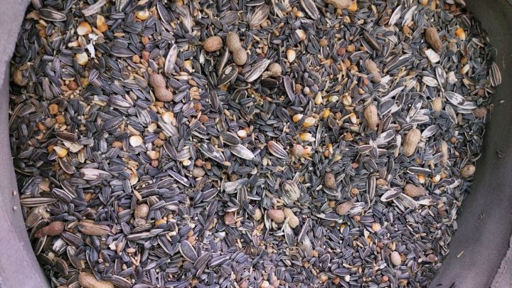 Big%20Parrots%20Feed%20(%20raw%20parrot%20food)%201kg%20-%20Image%202