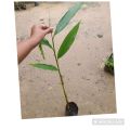 spicy plants / food enasal / cardamom plants/enasal plants. 