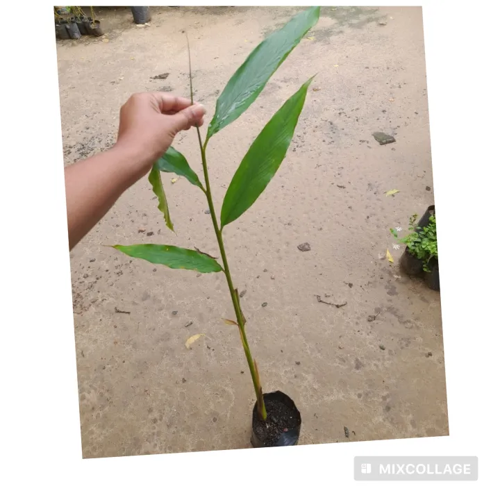 spicy%20plants%20/%20food%20enasal%20/%20cardamom%20plants/enasal%20plants%20-%20Image%202