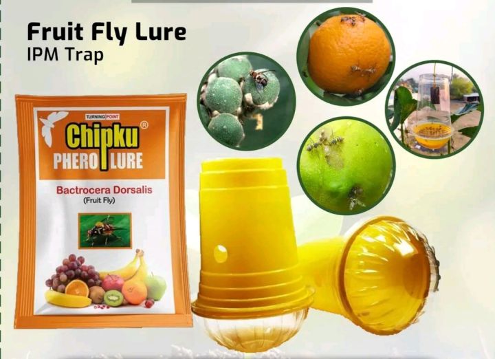 Fruit fly lure/pheromone fruit fly lure and Trap Set , bactocera dorsalis for farming fruit fly