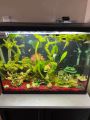 Hydrilla LOW TECH AQUATIC PLANT BUNCH OF 7 |

Aquarium Live Plants Online – Freshwater Aquarium Plants for Sale in Pakistan,. 
