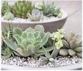 PUMICE STONE /10 kg / FOR 🌵 Cactus , succulent, drainage , lightweight concrete aggregate & bonsai soil mix. 
