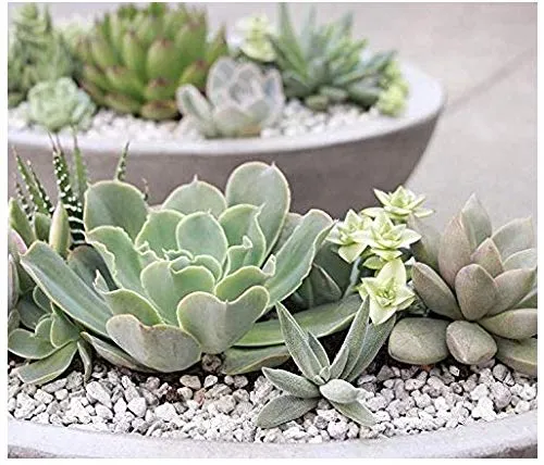 PUMICE%20STONE%20/10%20kg%20/%20FOR%20%F0%9F%8C%B5%20Cactus%20,%20succulent,%20drainage%20,%20lightweight%20concrete%20aggregate%20&%20bonsai%20soil%20mix%20-%20Image%206