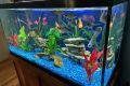 ( 1 Kilo ) Blue Gravels for fish aquarium. 