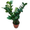 Zz Plant Indoor Plant | For Home Décor | Decorative Plant. 