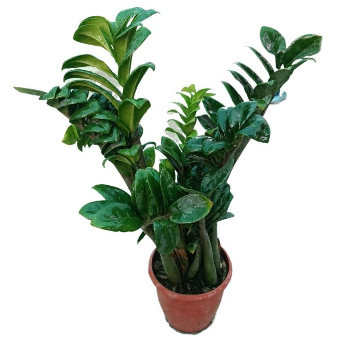 Zz Plant Indoor Plant | For Home Décor | Decorative Plant
