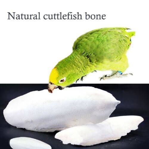 Samandari%20Jhag%20(Cuttlefish%20Bone)%20%20%20500%20Gram%20,For%20Parrots%20Finches%20-%20Pigeons%20-%20Lovebirds%20-%20Macaw%20-%20African%20Grey%20-%20Raw%20-%20Parrot%20-%20Canary%20-%20Finches%20-%20Gouldians%20-%20Budgies%20Super%20Sheikh%20Trading%20Co%20-%20Image%204