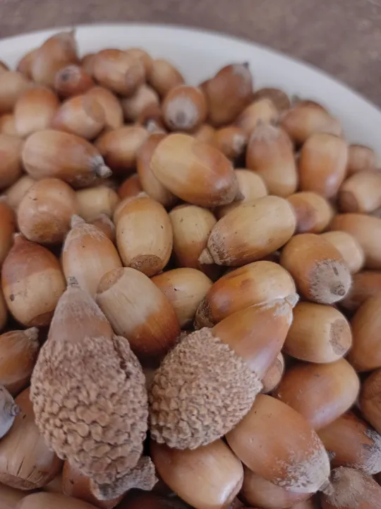 Acorn%20nuts.%20-%20Image%205