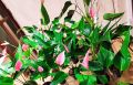 Anthurium  plants   lady jane. 