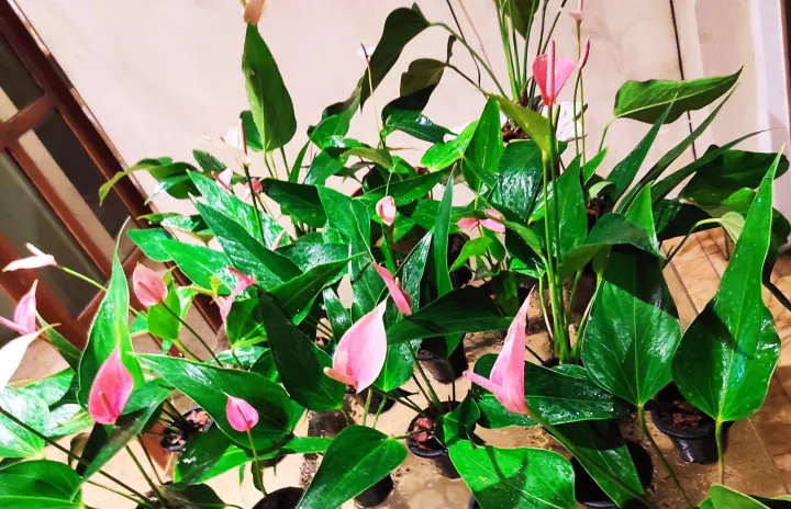 Anthurium%C2%A0%20plants%C2%A0%20%C2%A0lady%20jane%20-%20Image%203