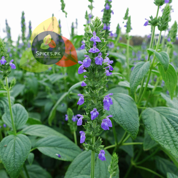 Spices.PK%20Organic%20Chia%20Seeds%20125g%20Value%20Pack%20%E2%80%93%20Pure%20Tukhm-e-Sharbati%20%E2%80%93%20Rich%20in%20Fiber,%20Omega-3%20&%20Protein%20for%20Weight%20Management%20&%20Digestion%20-%20Image%208