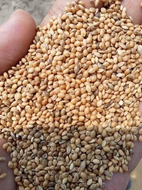 চিনা ৫০০ গ্রাম